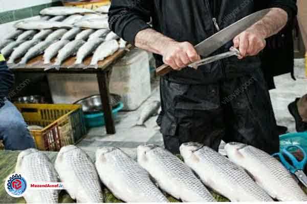 رونق صید و فروش ماهیان دریایی در مازندران با قیمت مناسب کفال