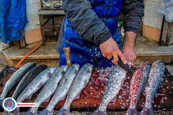  ترمز گرانی ماهی در مازندران کشیده شد