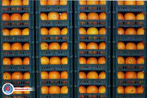 افزایش ۱۰۰ درصدی صادرات مرکبات مازندران/ پرتقال‌ها راهی 16 کشور شدند