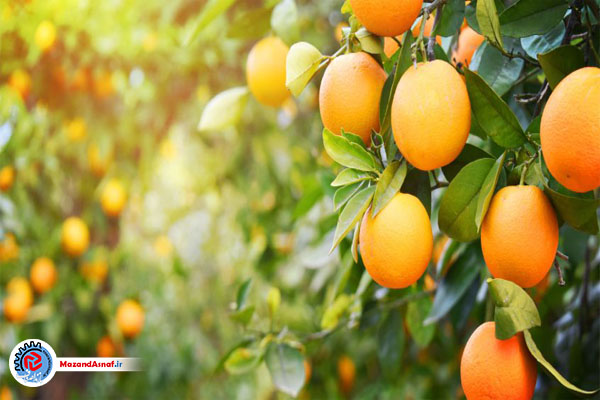  پرتقال با قیمت مناسب از باغداران خریداری نشده است