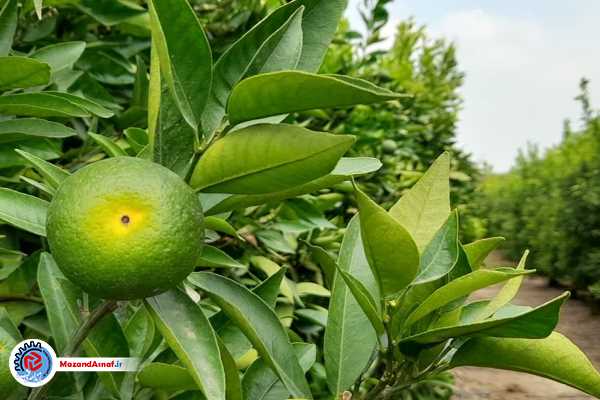 فقدان صنایع تبدیلی محصولات مرکبات/نارس‌ها چیده نشوند