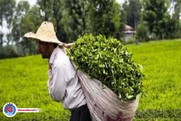  قهوه‌خوری ویلاسازان در باغات چای/تخصیص ارز برای واردات چای فاجعه است