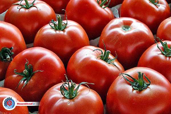 افزایش ناگهانی قیمت گوجه‌فرنگی در بازار میوه و تره‌بار!