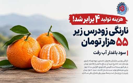 نارنگی زودرس زیر ۵۵ هزار تومان/ سود باغدار آب رفت