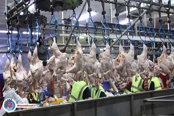قیمت تمام‌شده واقعی مرغ‌ در مازندران ۲ برابر نرخ مصوب است