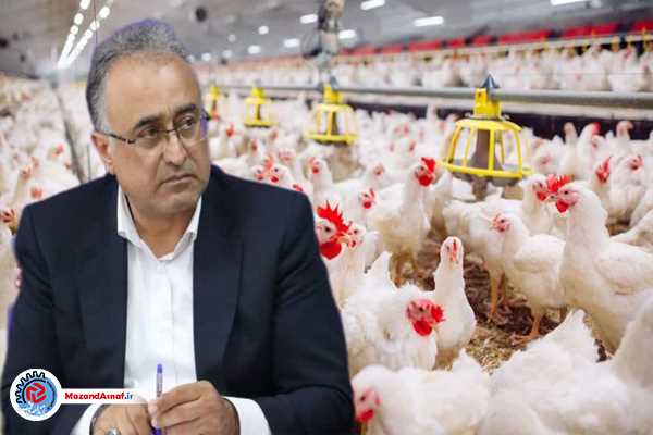 تولید روزانه ۱۰۰۰ تن گوشت مرغ در مازندران