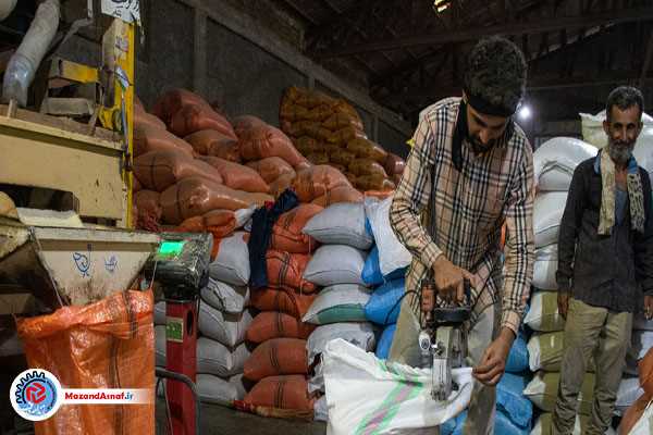 خرید بیش از 5 هزار تن از برنج های دپو شده مازندران/قیمت خرید توافقی است