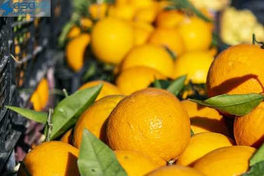بنادر شمالی به کمک کشاورزان می‌آیند