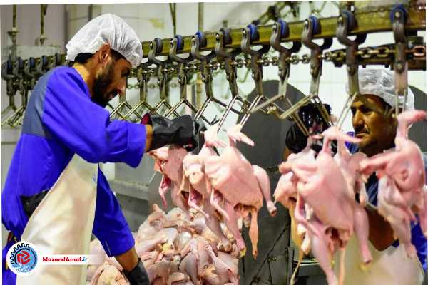  مرغ زنده در کشتارگاه های مازندران ۵۳ هزار تومان عرضه می‌شود