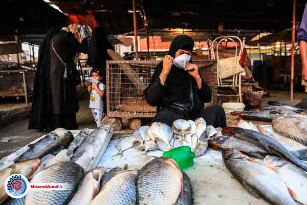  قیمت ۱۷۰ تا ۴۵۰ هزار تومانی ماهی در مازندران