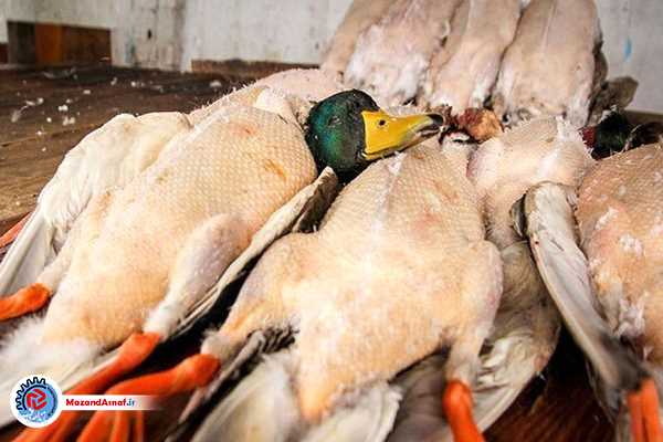  تعطیلی بازار غیرقانونی فروش پرندگان مهاجر در فریدونکنار/با متخلفین شکار و فروش غیرقانونی برخورد می‌شود