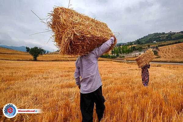 تعیین قیمت جدید گندم بر اساس نرخ تورم 