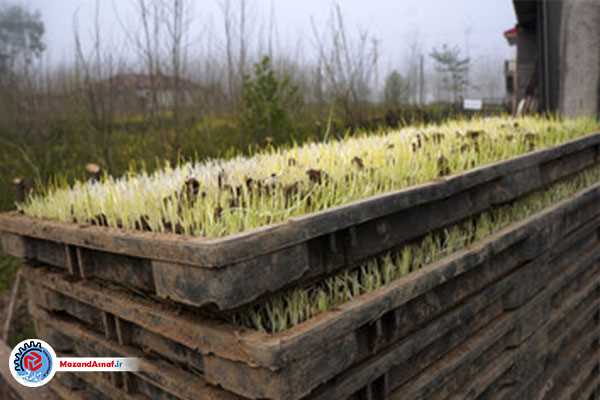 ضرورت قیمت‌گذاری شفاف بانک نشا