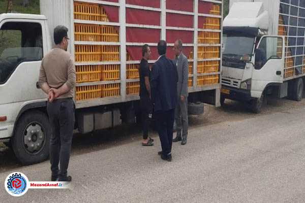 توقیف دو دستگاه خودرو حمل مرغ زنده فاقد مجوز در ساری